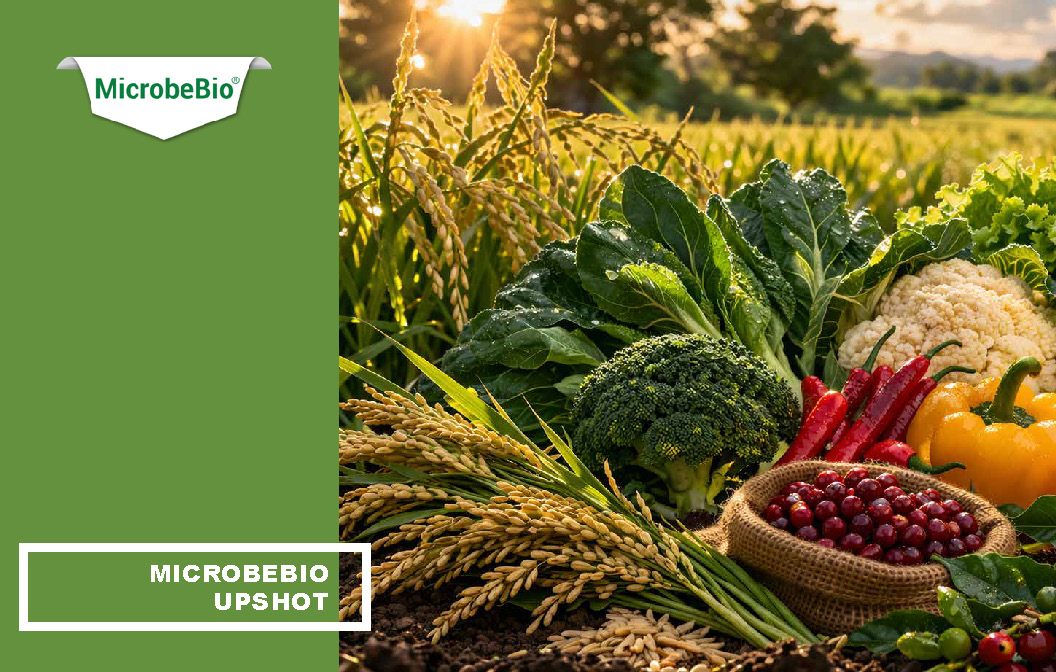 MicrobeBio Upshot is an advanced, balanced organic fertilizer (7-7-7) that delivers complete plant nutrition in a highly efficient, water-soluble form. Formulated with premium plant-derived nutrients, amino acids, peptides, vitamins, and natural biostimulants, it provides a powerful 1:1:1 ratio of nitrogen, phosphorus, and potassium along with trace minerals and bioactive compounds. This all-in-one formula supports every stage of plant development from vigorous vegetative growth and strong root systems to abundant flowering, fruiting, and improved crop quality. Its unique composition allows for rapid absorption through both roots and foliage, delivering immediate results while building long-term soil health.